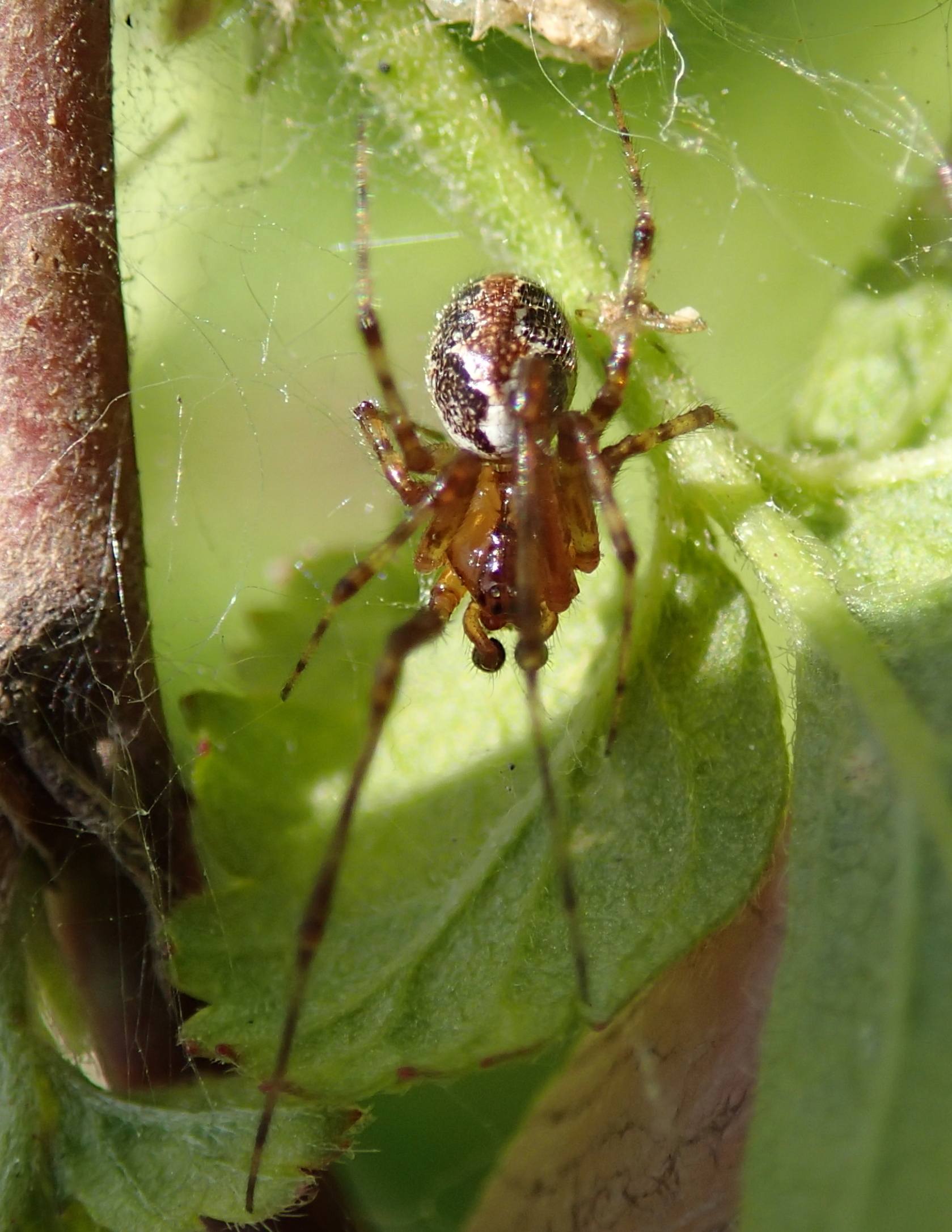 Theridion  pictum - Lughignano (TV)